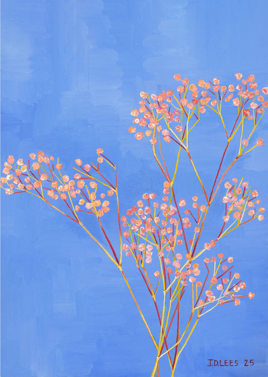 Gypsophila, Limited Edition Giclèe Print (A4)