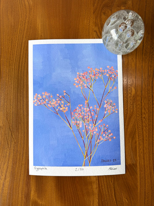Gypsophila, Limited Edition Giclèe Print (A4)